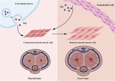 Non-Coding RNAs: New Dawn for Diabetes Mellitus Induced Erectile Dysfunction